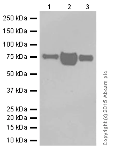 Western blot - Anti-Scavenging Receptor SR-BI antibody [EP1556Y] (AB52629)