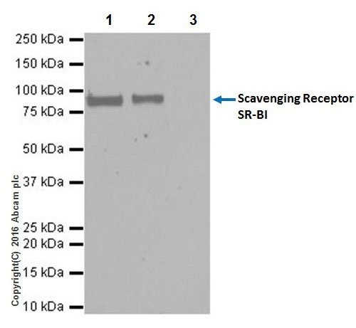Immunoprecipitation - Anti-Scavenging Receptor SR-BI antibody [EPR20190] (AB217318), expandable thumbnail