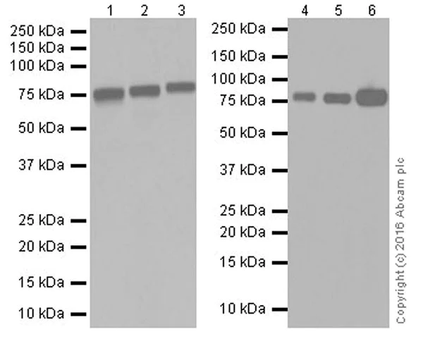 Western blot - Anti-Scavenging Receptor SR-BI antibody [EPR20190] (AB217318)