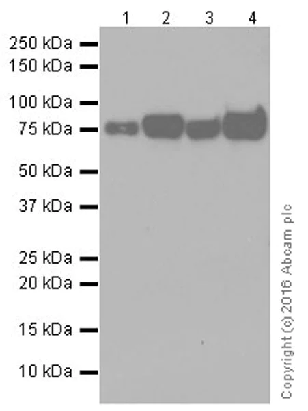 Western blot - Anti-Scavenging Receptor SR-BI antibody [EPR20190] (AB217318)