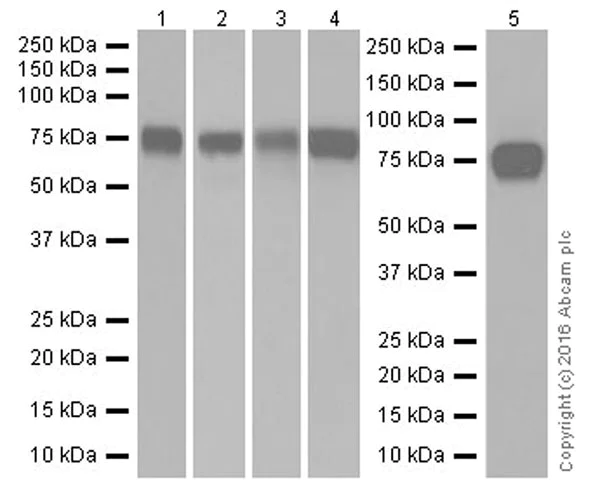 Western blot - Anti-Scavenging Receptor SR-BI antibody [EPR20190] (AB217318)