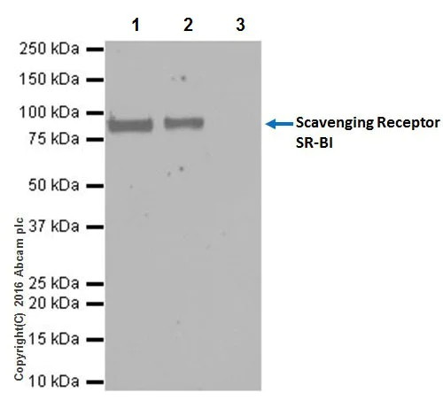 Immunoprecipitation - Anti-Scavenging Receptor SR-BI antibody [EPR20190] - BSA and Azide free (AB272003)