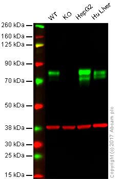 Western blot - Anti-Scavenging Receptor SR-BI antibody [EPR20190] - Low endotoxin, Azide free (AB222931)