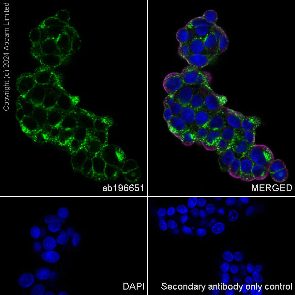 Immunocytochemistry/ Immunofluorescence - Anti-Scavenging Receptor SRB2 antibody [EPR12081] - BSA and Azide free (AB251221)