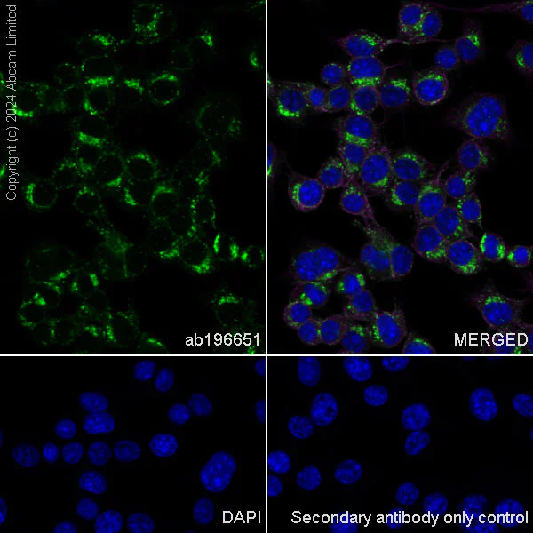 Immunocytochemistry/ Immunofluorescence - Anti-Scavenging Receptor SRB2 antibody [EPR12081] - BSA and Azide free (AB251221)