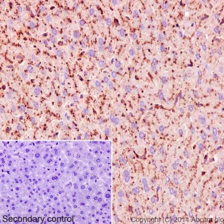 Immunohistochemistry (Formalin/PFA-fixed paraffin-embedded sections) - Anti-Scavenging Receptor SRB2 antibody [EPR12081] - BSA and Azide free (AB251221)