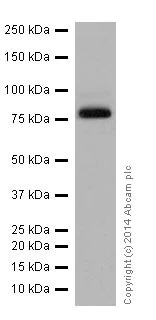 Western blot - Anti-Scavenging Receptor SRB2 antibody [EPR12081] - BSA and Azide free (AB251221)
