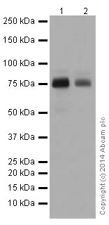 Western blot - Anti-Scavenging Receptor SRB2 antibody [EPR12081] - BSA and Azide free (AB251221)