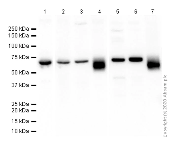 Western blot - Anti-Scc4 antibody [EPR14390] (AB183033)