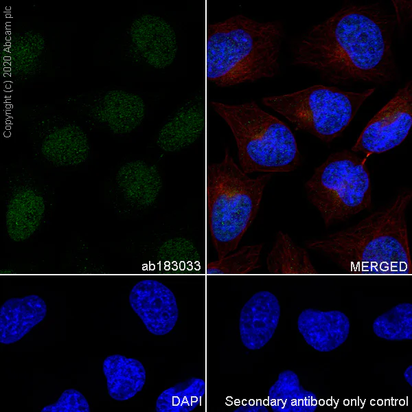 Immunocytochemistry/ Immunofluorescence - Anti-Scc4 antibody [EPR14390] - BSA and Azide free (AB250646)