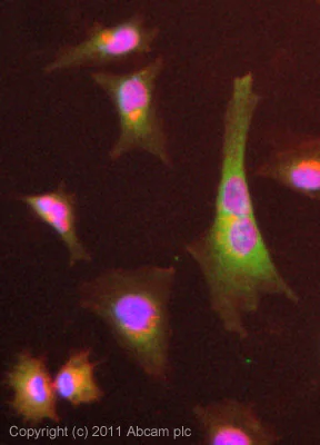 Immunocytochemistry - Anti-SCD1 antibody [CD.E10] (AB19862)