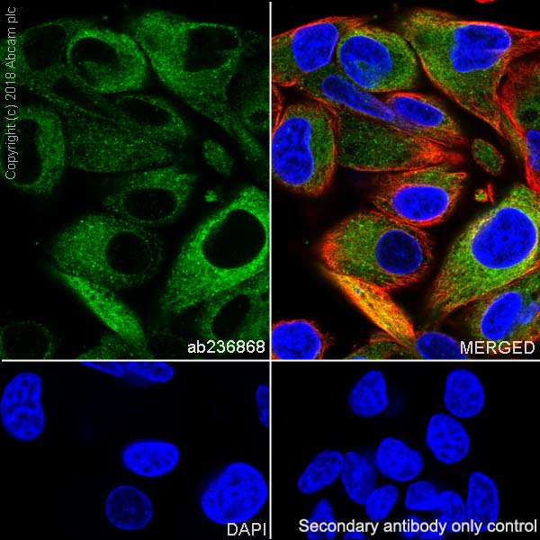 Immunocytochemistry/ Immunofluorescence - Anti-SCD1 antibody [EPR21963] (ab236868), expandable thumbnail