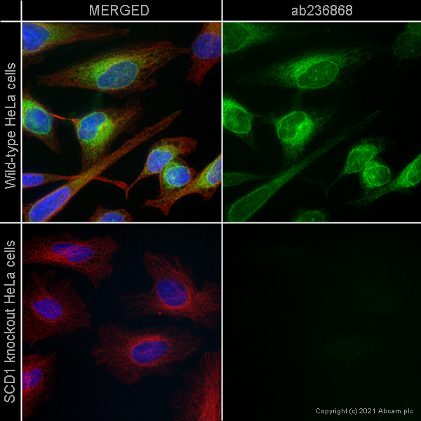 Immunocytochemistry/ Immunofluorescence - Anti-SCD1 antibody [EPR21963] (AB236868), expandable thumbnail