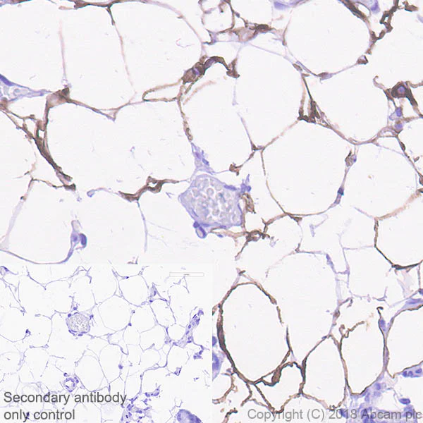 Immunohistochemistry (Formalin/PFA-fixed paraffin-embedded sections) - Anti-SCD1 antibody [EPR21963] (AB236868)