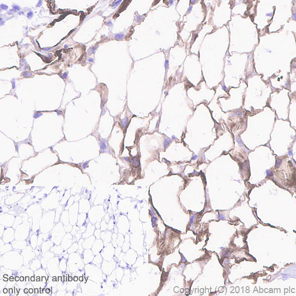 Immunohistochemistry (Formalin/PFA-fixed paraffin-embedded sections) - Anti-SCD1 antibody [EPR21963] (AB236868)