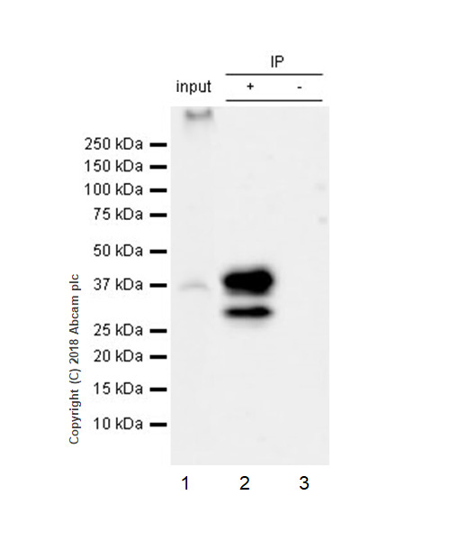 Immunoprecipitation - Anti-SCD1 antibody [EPR21963] (AB236868), expandable thumbnail