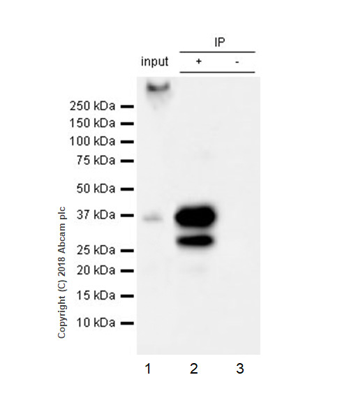 Immunoprecipitation - Anti-SCD1 antibody [EPR21963] (ab236868), expandable thumbnail