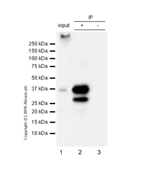 Immunoprecipitation - Anti-SCD1 antibody [EPR21963] (AB236868)