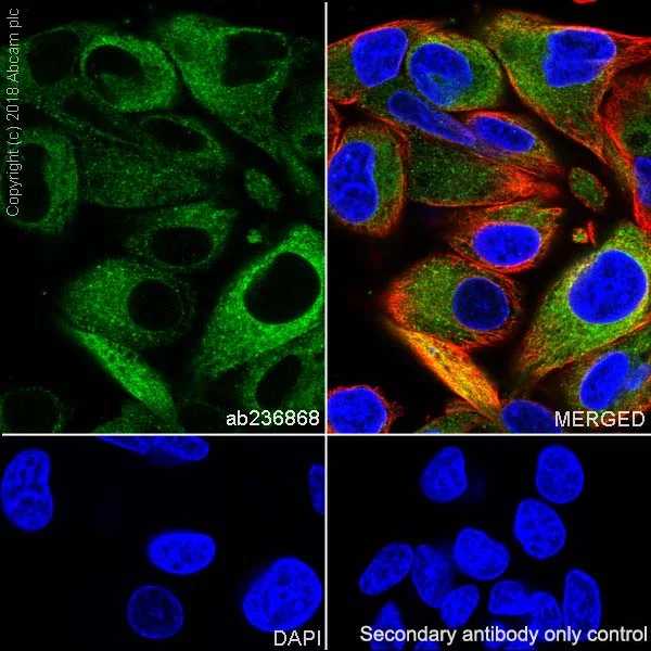 Immunocytochemistry/ Immunofluorescence - Anti-SCD1 antibody [EPR21963] - BSA and Azide free (AB238171)