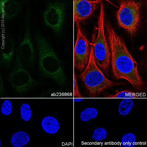 Immunocytochemistry/ Immunofluorescence - Anti-SCD1 antibody [EPR21963] - BSA and Azide free (AB238171)