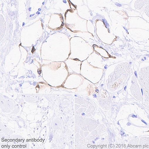 Anti-SCD1 antibody [EPR21963] - BSA and Azide free (ab238171) | Abcam