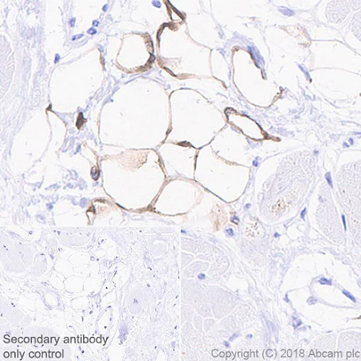 Immunohistochemistry (Formalin/PFA-fixed paraffin-embedded sections) - Anti-SCD1 antibody [EPR21963] - BSA and Azide free (AB238171)