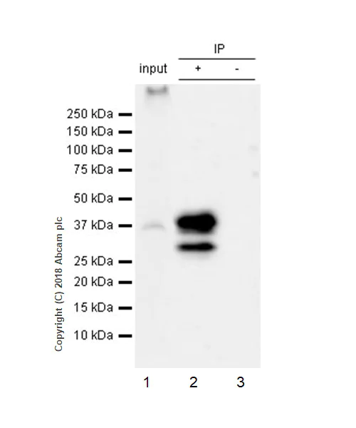 Immunoprecipitation - Anti-SCD1 antibody [EPR21963] - BSA and Azide free (AB238171)