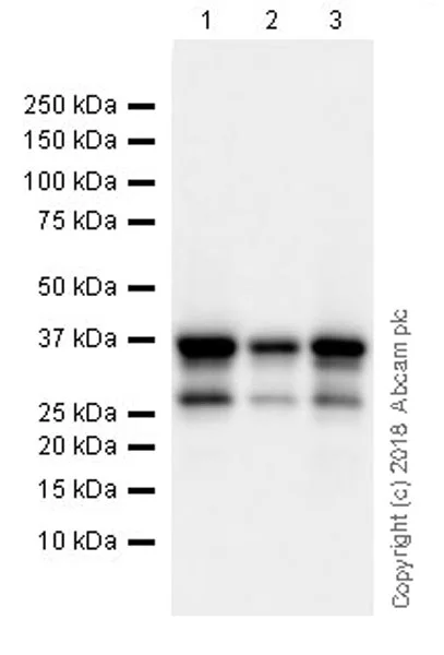 Western blot - Anti-SCD1 antibody [EPR21963] - BSA and Azide free (AB238171)
