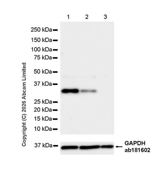 Western blot - Anti-SCD5 antibody [MJF-D29765-175] - BSA and Azide free (AB327062)