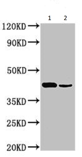 Western blot - Anti-SCDGFB/PDGF-D antibody (AB234666), expandable thumbnail