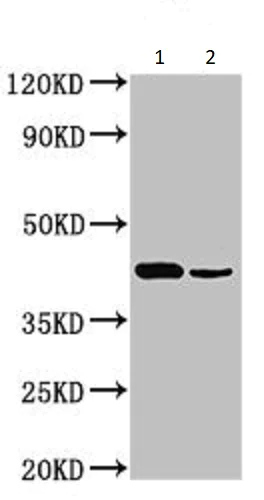 Western blot - Anti-SCDGFB/PDGF-D antibody (AB234666)