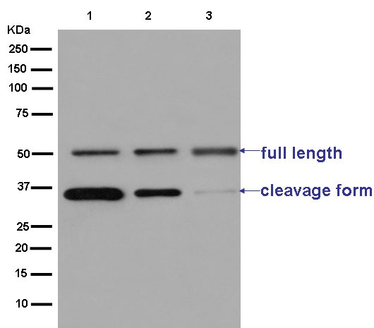 Anti-SCDGFB/PDGF-D antibody [EPR7266(2)]