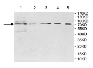 Western blot - Anti-SCEL antibody (AB197087)