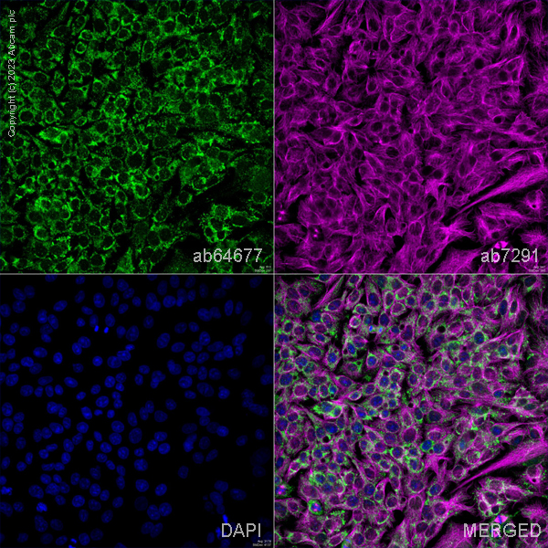 Immunocytochemistry/ Immunofluorescence - Anti-SCF antibody (AB64677), expandable thumbnail