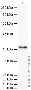 Western blot - Anti-SCF antibody (AB64677), expandable thumbnail