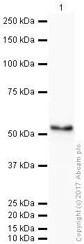 Western blot - Anti-SCF antibody (AB64677)