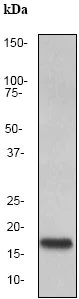 Western blot - Anti-SCF antibody [EP665Y] (AB52603)