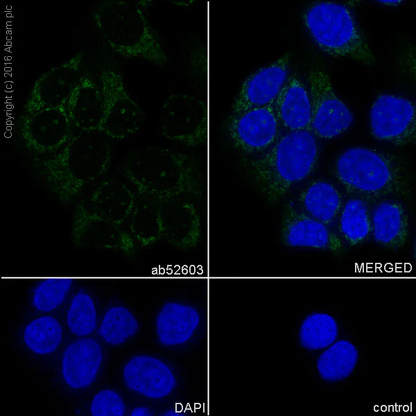 Immunocytochemistry/ Immunofluorescence - Anti-SCF antibody [EP665Y] - BSA and Azide free (AB247320)