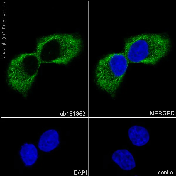 Immunocytochemistry/ Immunofluorescence - Anti-SCGB3A2 antibody [EPR11463] - BSA and Azide free (AB240255)