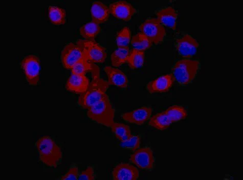 Immunocytochemistry/ Immunofluorescence - Anti-SCGB3A2 antibody [EPR11463] - BSA and Azide free (AB240255)