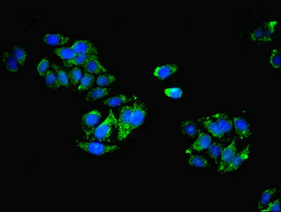 Immunocytochemistry/ Immunofluorescence - Anti-SCGF antibody (AB238830)