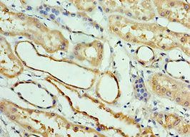 Immunohistochemistry (Formalin/PFA-fixed paraffin-embedded sections) - Anti-SCGF antibody (AB238830), expandable thumbnail