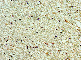 Immunohistochemistry (Formalin/PFA-fixed paraffin-embedded sections) - Anti-SCGF antibody (AB238830), expandable thumbnail