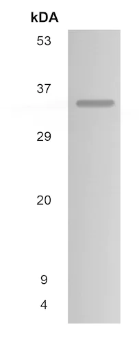 Western blot - Anti-SCGF antibody [MM0533-6D5] (AB90238)