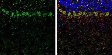 Immunohistochemistry (Frozen sections) - Anti-SCGN/Secretagogin antibody (AB111871)