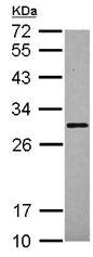 Western blot - Anti-SCGN/Secretagogin antibody (AB111871)