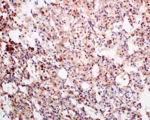 Immunohistochemistry (Formalin/PFA-fixed paraffin-embedded sections) - Anti-SCGN/Secretagogin antibody [EPR7477] - BSA and Azide free (AB248768), expandable thumbnail