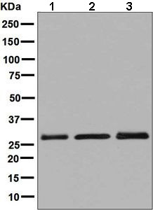 Western blot - Anti-SCGN/Secretagogin antibody [EPR7477] - BSA and Azide free (AB248768), expandable thumbnail