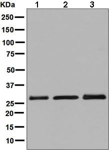 Western blot - Anti-SCGN/Secretagogin antibody [EPR7477] - BSA and Azide free (AB248768)