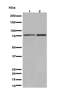 Western blot - Anti-SCIN antibody [EPR16309] (AB191396)